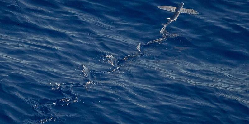 江西医大医院消化内科：守护儿童健康，科学应对幽门螺杆菌感染的规范诊疗方案